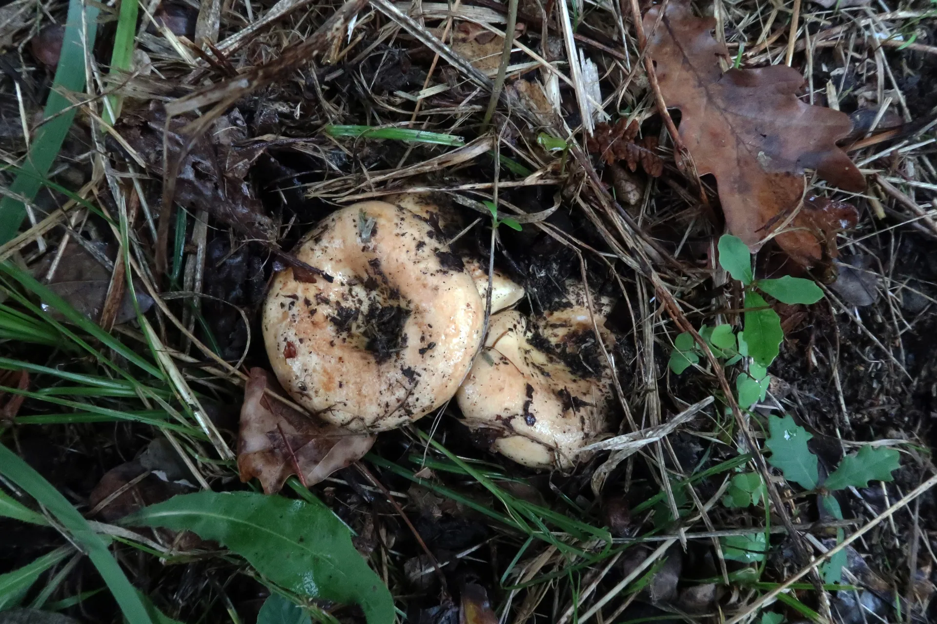 Lactarius acerrimus - 1